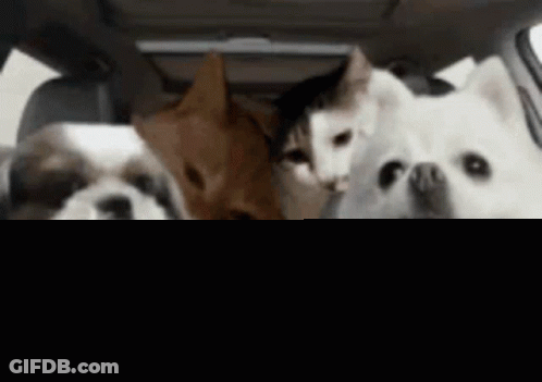 Dogs And Cat Sitting In Car Back Seat GIF