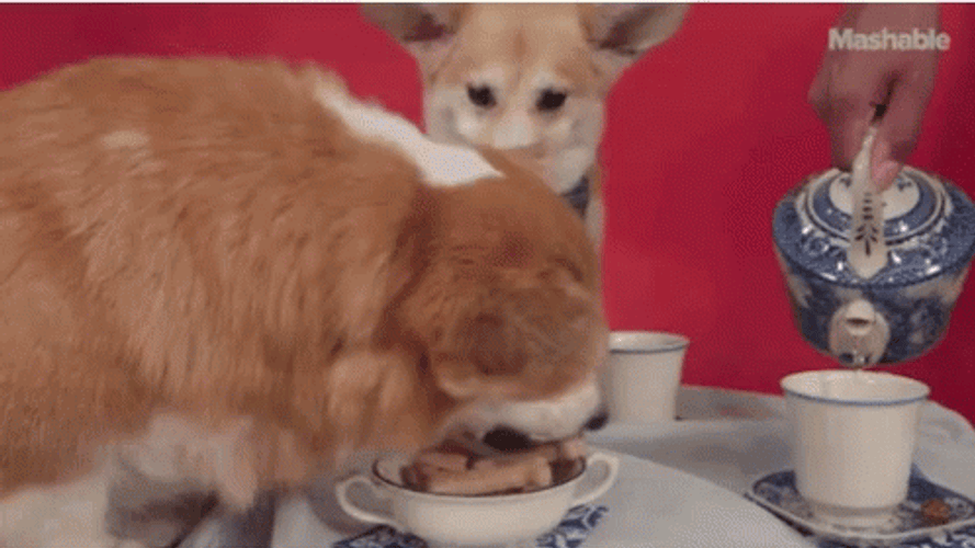 Dogs Boston Tea Party GIF
