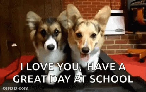 Dogs Corgi GIF