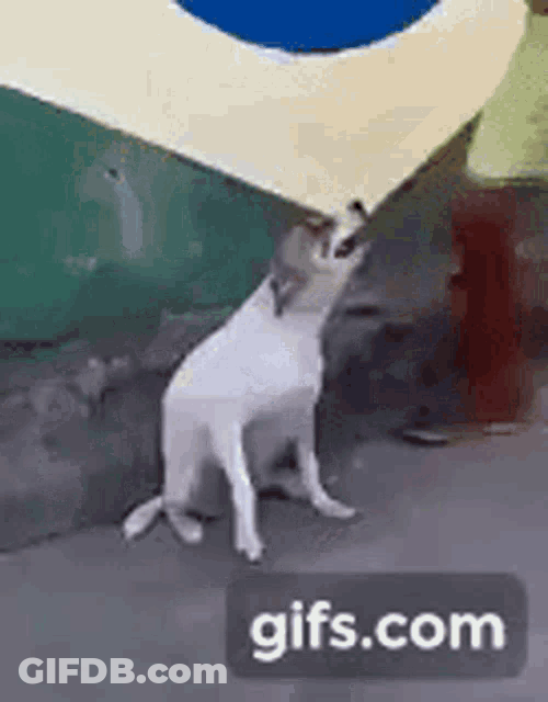 Dogs Dancing GIF