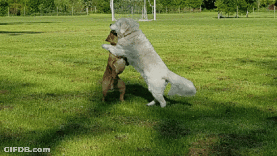 Dogs Dancing Waltz GIF