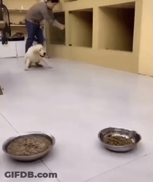 Dogs Eat Still Starving GIF