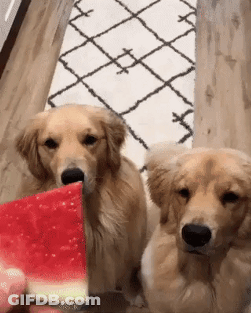 Dogs Eating Watermelon GIF