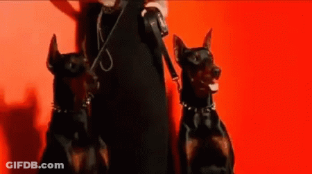 Dogs Emily Vancamp GIF