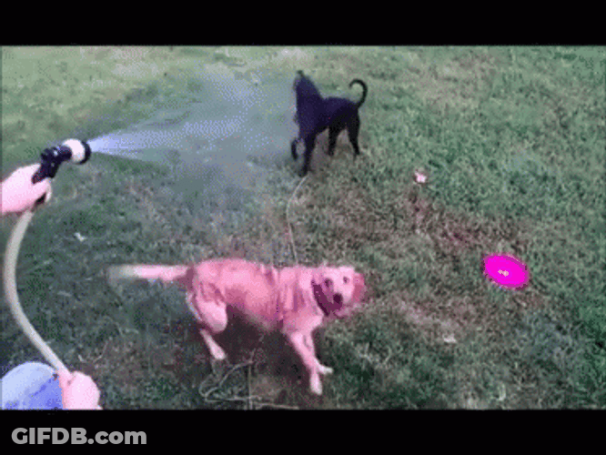 Dogs Enjoy Drinking From A Fire Hose GIF