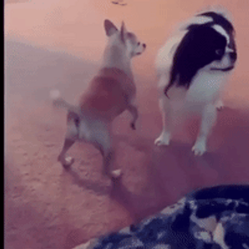 Dogs Enjoy Twerking GIF