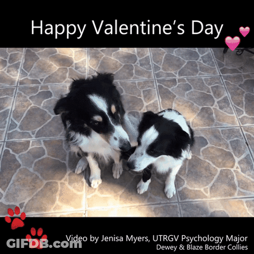 Dogs Feliz Dia De San Valentin GIF