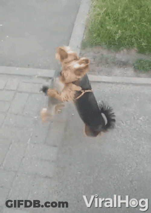 Dogs Hugging And Dancing GIF