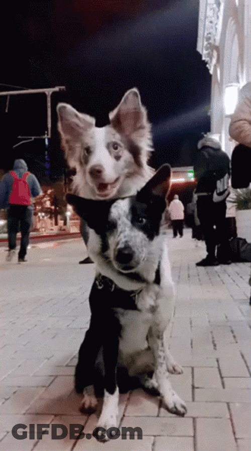 Dogs Hugging Border Collies GIF