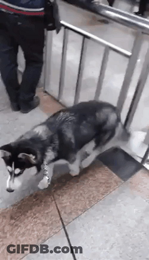 Dogs Hugging Excited GIF