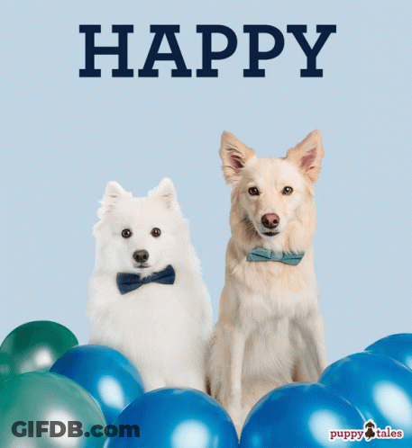 Dogs In Bow Ties With Blue Balloons GIF