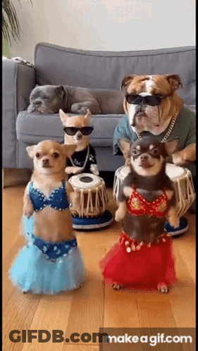 Dogs In Costumes Playing Drums GIF