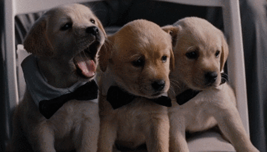 Dogs In Tie Yawning GIF