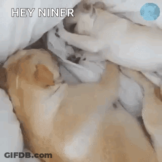 Dogs Laying On Bed Are You Awake GIF
