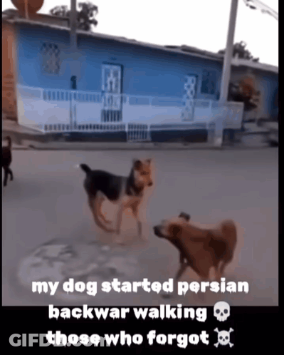 Dogs My Dog Started Persian Backwar Walking GIF