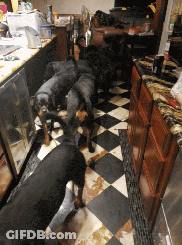 Dogs On Checkered Floor In Kitchen GIF