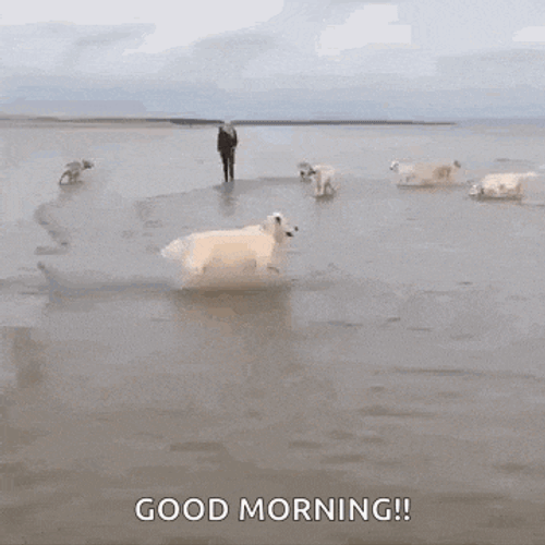 Dogs Play GIF