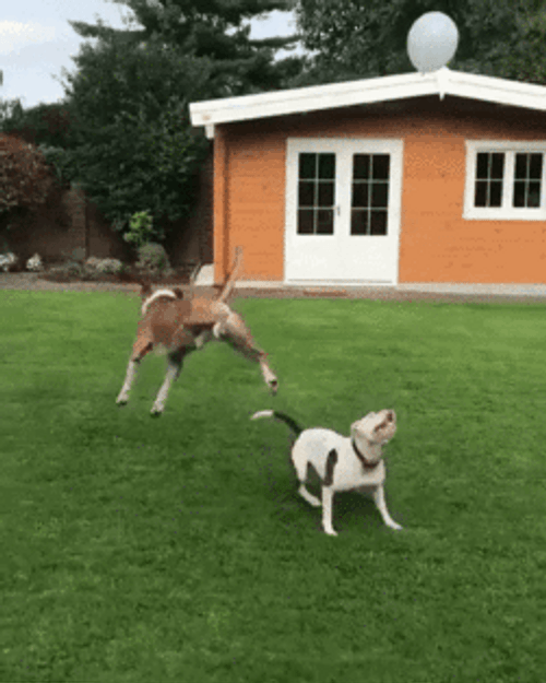 Dogs Playing Balloon GIF