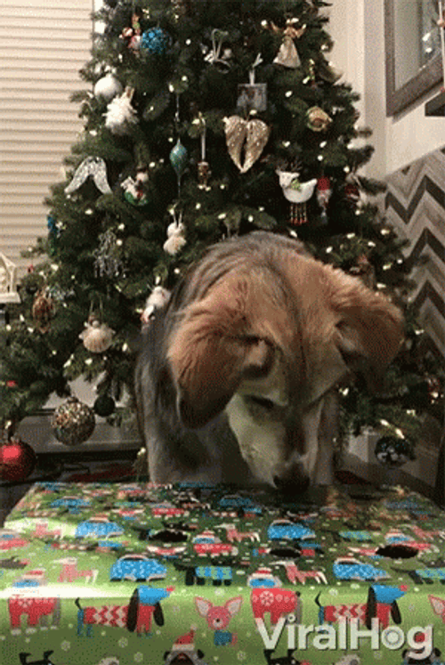 Dogs Playing Whack A Mole GIF