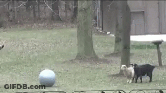 Dogs Playing With Blue Ball GIF