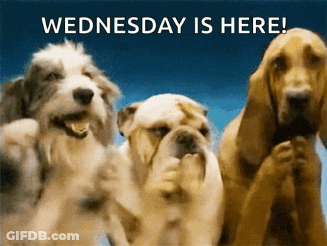 Dogs Puppy GIF