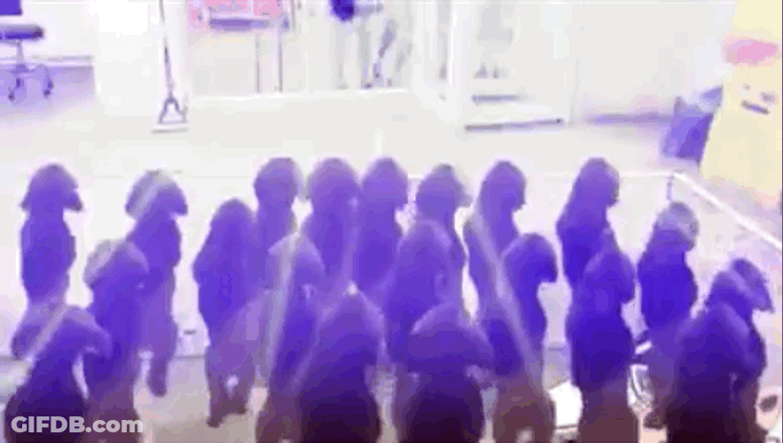 Dogs Rave Party Time GIF