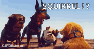 Dogs Standing Next To Each Other Squirrel GIF
