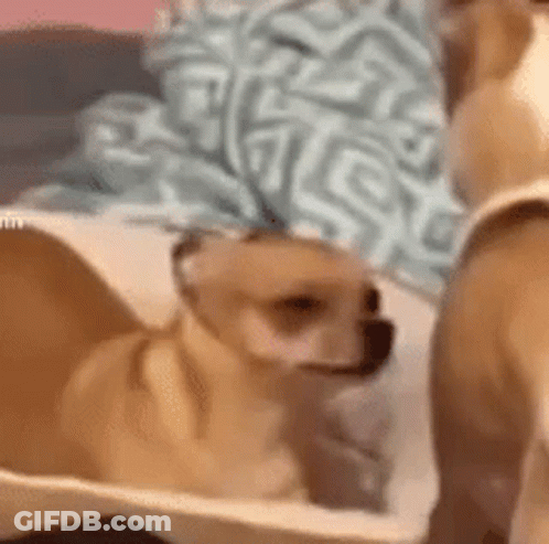 Dogs Standing On Couch GIF