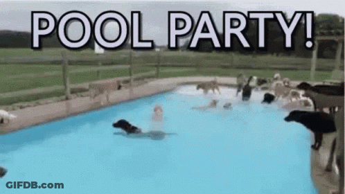 Dogs Swimming In Pool Party GIF