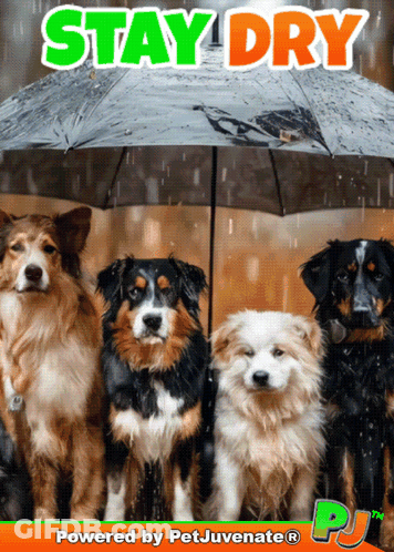 Dogs Under Umbrella Stay Dry GIF