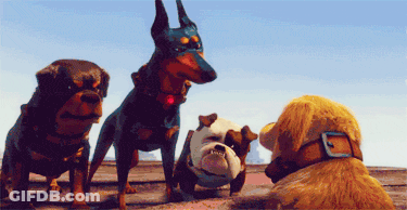 Dogs With One Wearing Helmet GIF