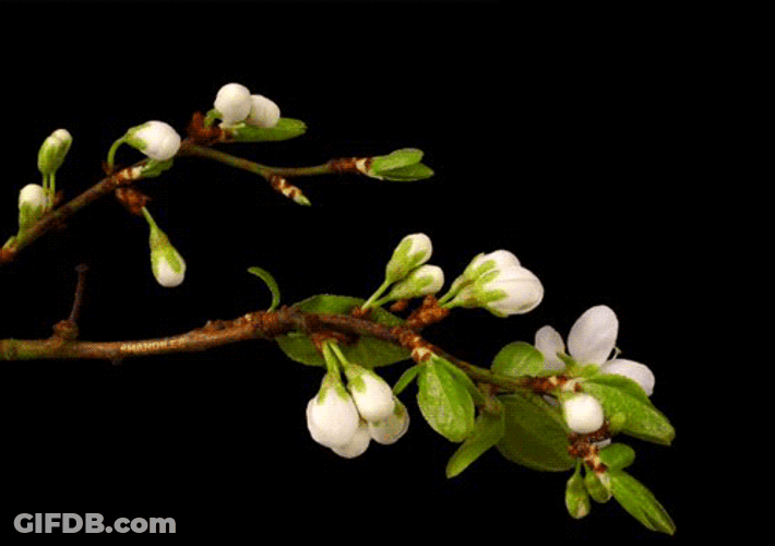 Dogwood Blooming Flowers GIF