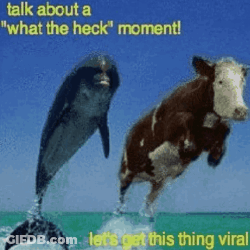 Dolphin And Cow Jumping Out Of Water What The Heck Moment GIF