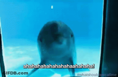 Dolphin Behind Glass Saying What Should We Call Me GIF