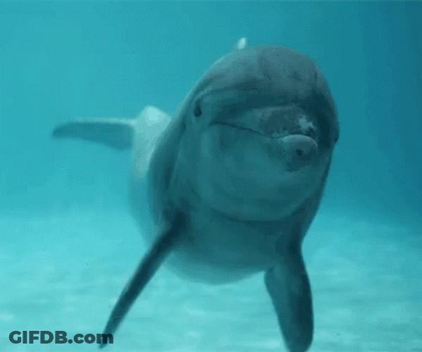Dolphin Dancing GIF
