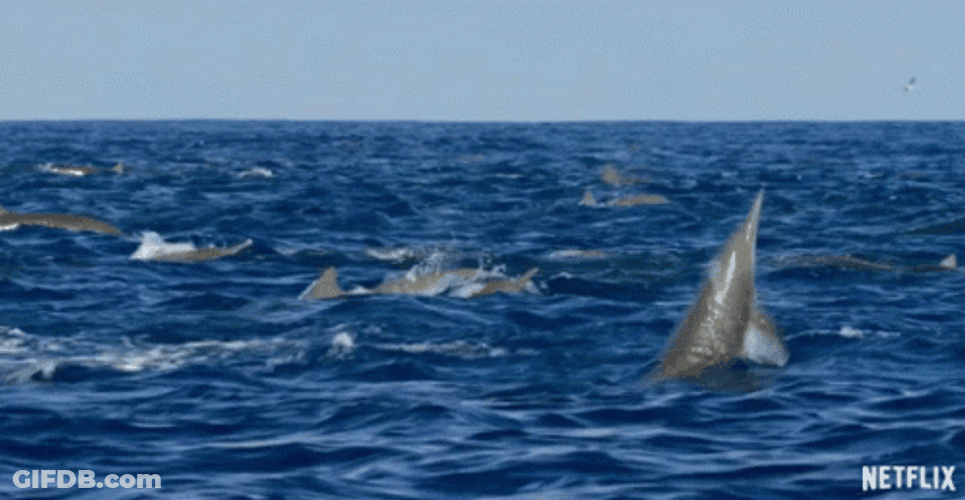 Dolphin Diving GIF