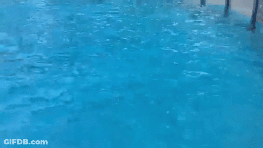 Dolphin Doing Tricks GIF
