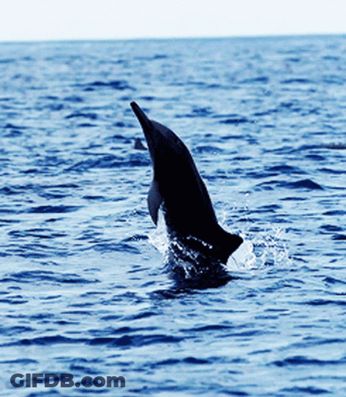 Dolphin Doing Tricks In The Sea GIF