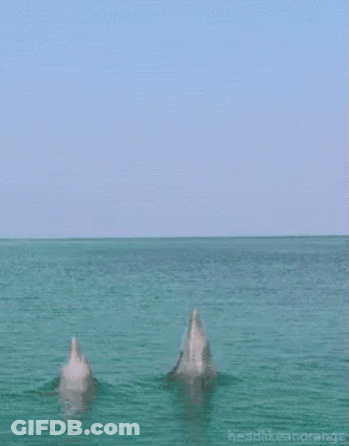 Dolphin Duo Tricks GIF