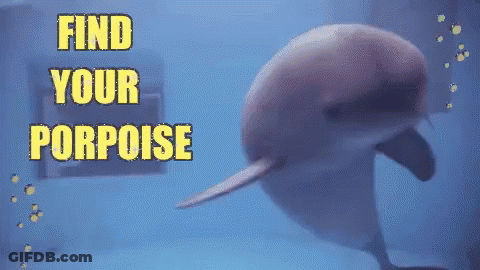 Dolphin Find Your Porpoise GIF