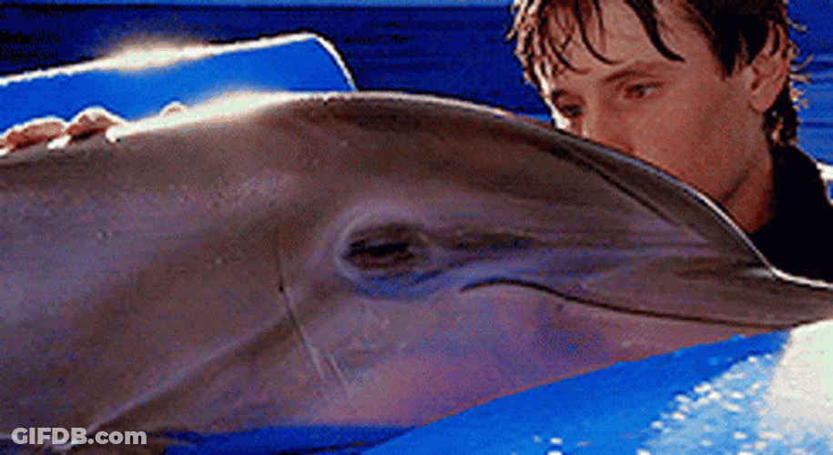 Dolphin Getting Pet GIF