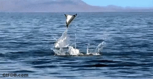 Dolphin Jumping Out Of Water GIF