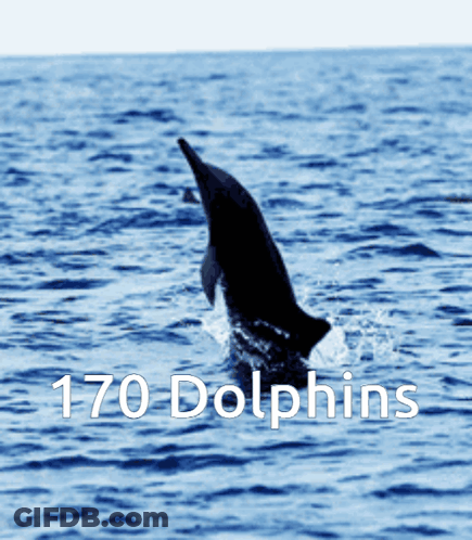 Dolphin Jumping Out Of Water Saying 170 Dolphins GIF