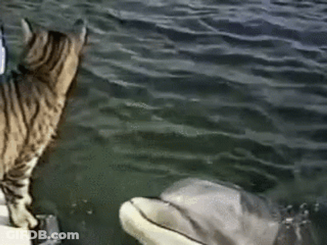 Dolphin Kissing A Cat GIF