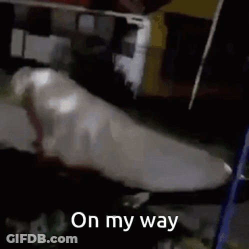 Dolphin Laying With On My Way GIF