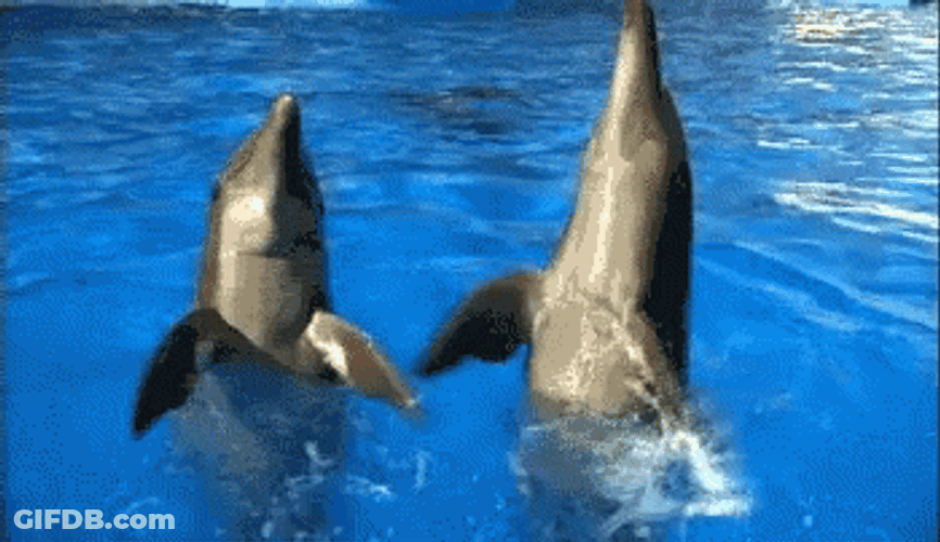 Dolphin Looking Up GIF
