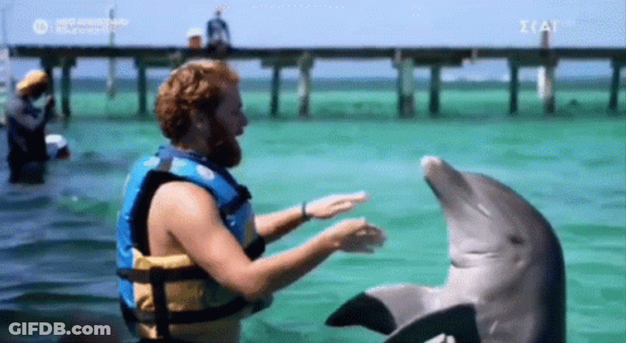 Dolphin Playing With Instructor GIF