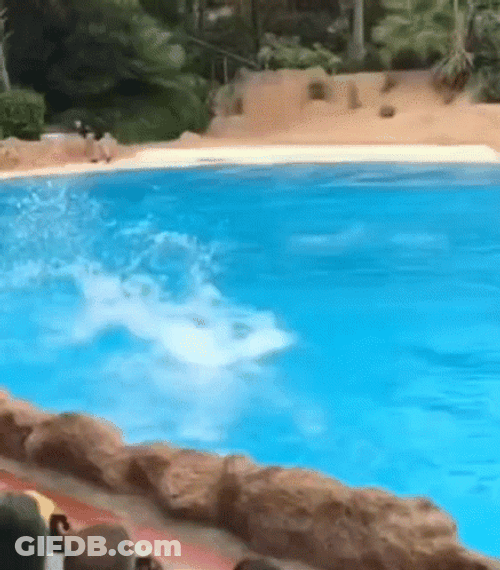 Dolphin Running In Water GIF
