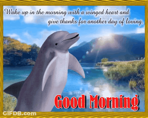Dolphin Saying Good Morning GIF