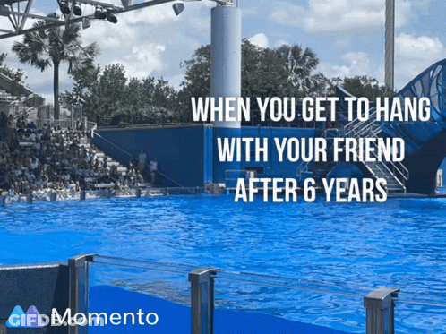Dolphin Show When You Get To Hang With Friend After 6 Years GIF